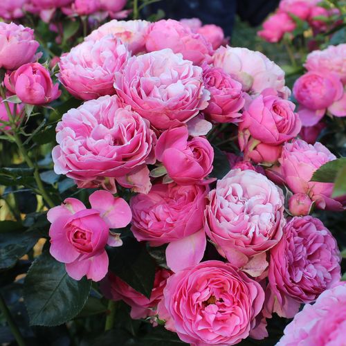 Gärtnerei - Rosa Leonardo da Vinci® - rosa - nostalgische rosen - diskret duftend - Alain Meilland - Im voll entwickelten Zusatand erinnert sie etwas an die Pfingstrose. Sehr robuste, kräftig wachsende Sorte.